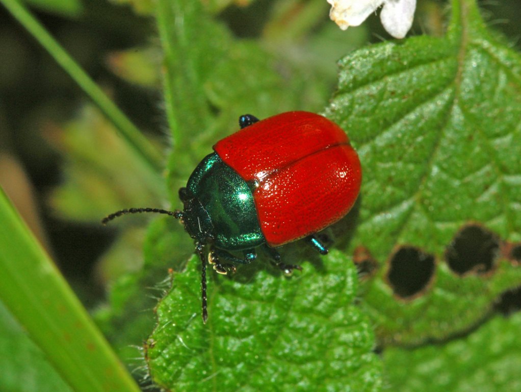 confronto tra Chrysolina grossa e Chrysomela populi